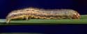 Armyworms
